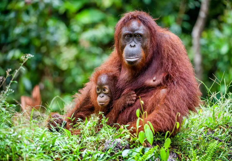 Unknown: Femmina di orango con piccolo, Borneo