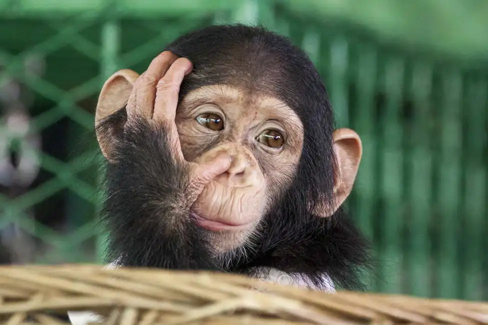 Unknown: Cucciolo di scimpanzé