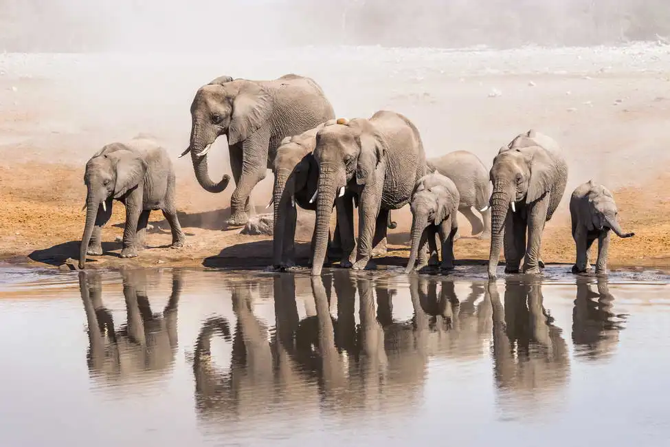 Unknown: Familia de elefantes africanos en una charca, Parque Nacional de Etosha, Namibia