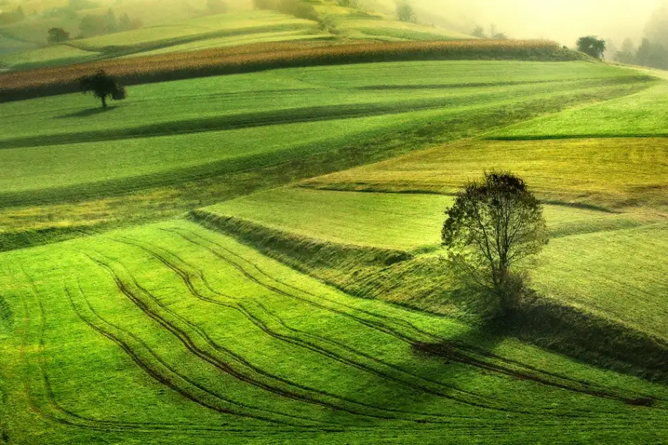 Kravanja, Jure: Morning in green