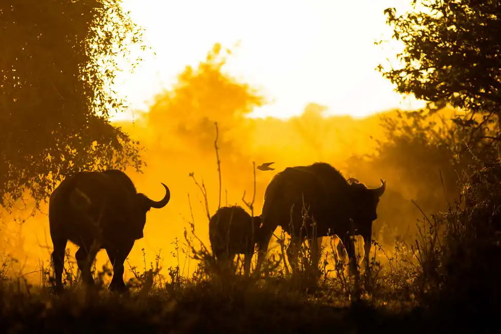 Unknown: Buffalo herd at sunrise