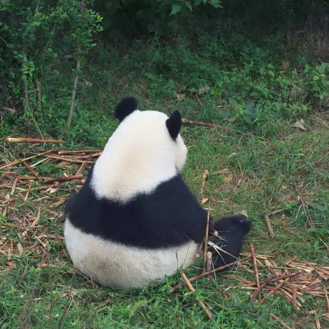 Unknown: Orso panda
