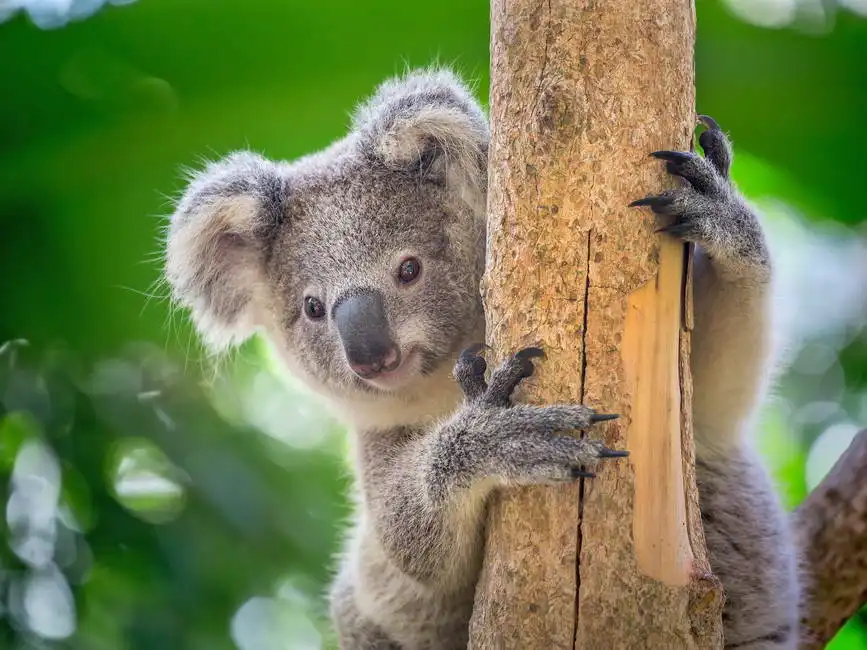 Unknown: Orso koala