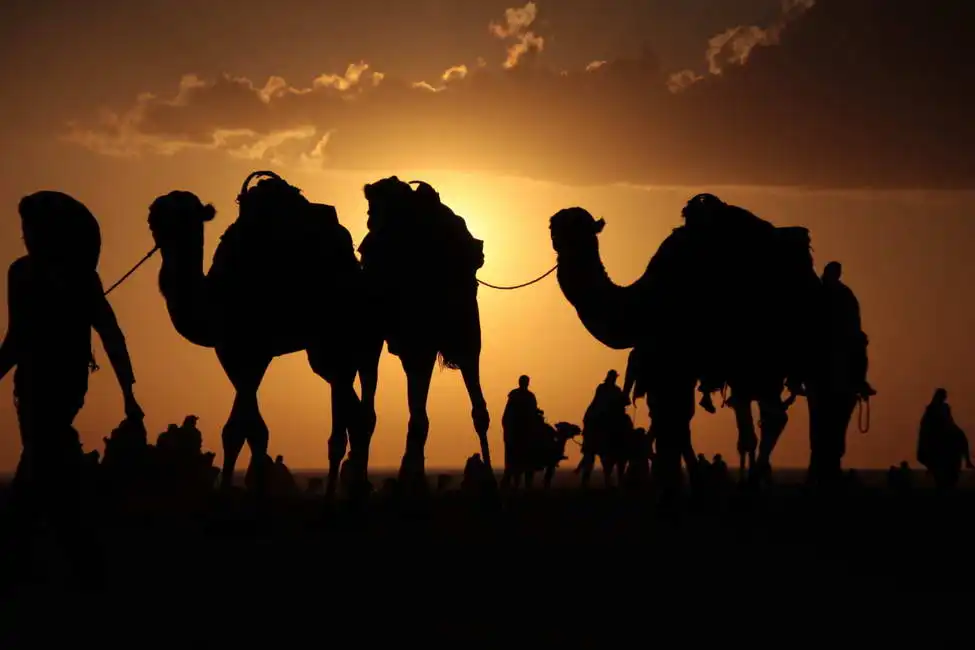 Unknown: Chameaux dans le désert du Sahara
