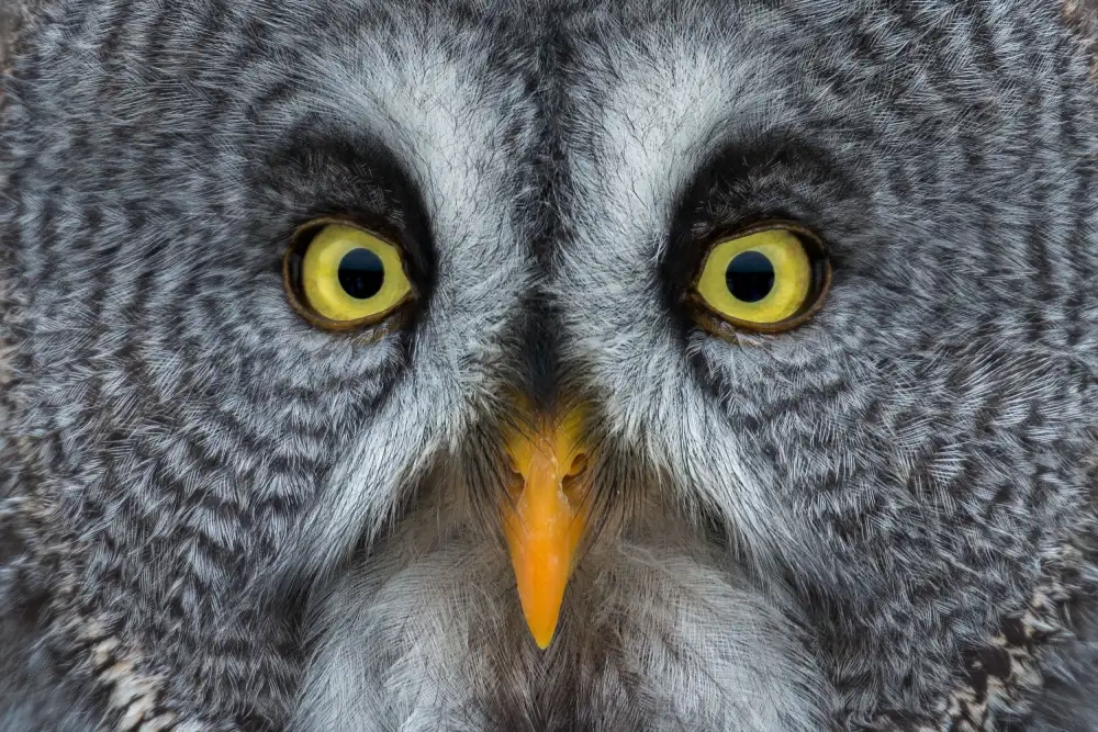 Kalathas, Nick: Eyes wide open