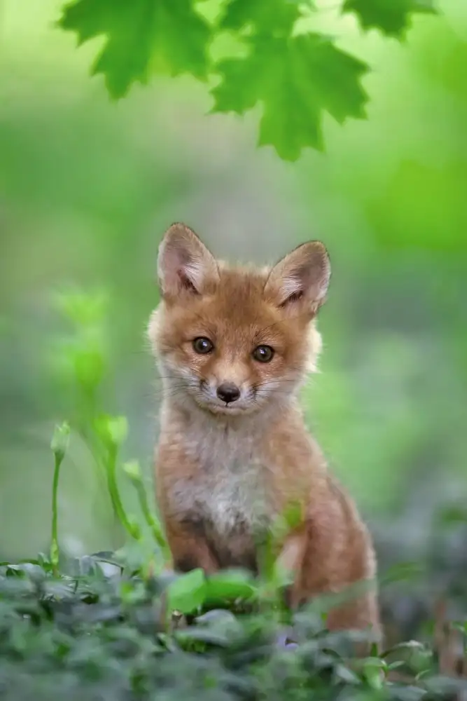 Kalathas, Nick: Red Fox Pup
