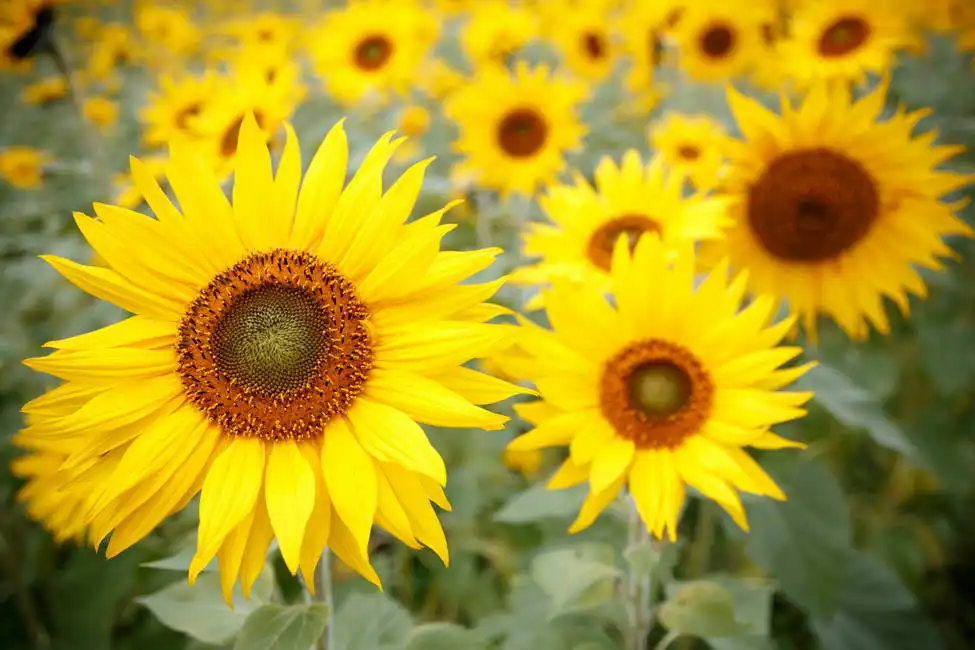 Unknown: Girasole