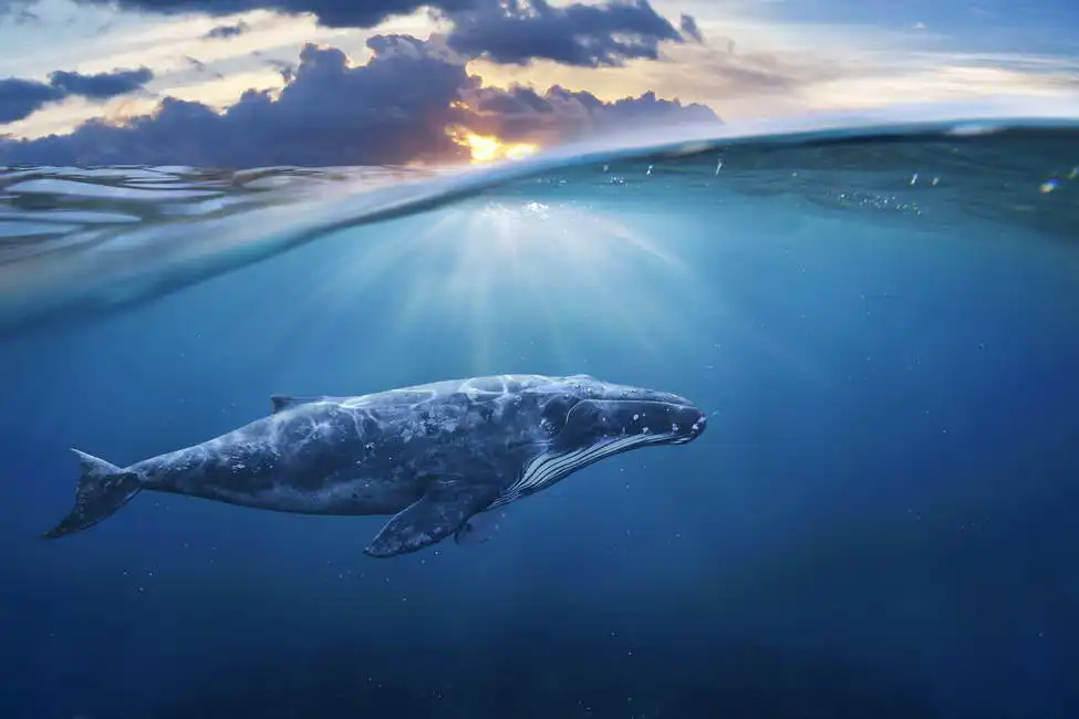 Unknown: Whale underwater