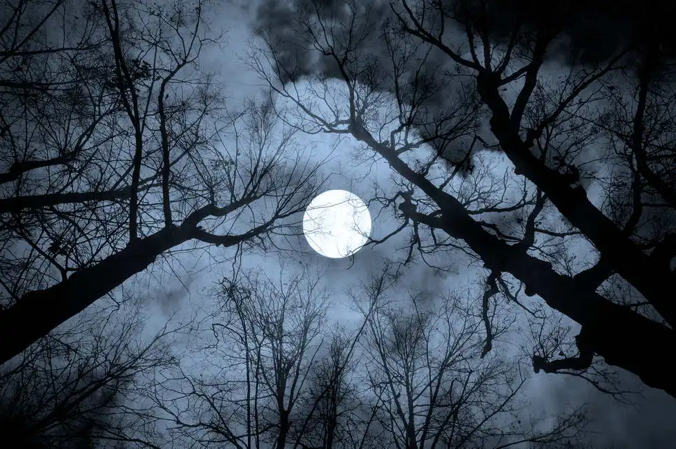 Unknown: Night mysterious landscape