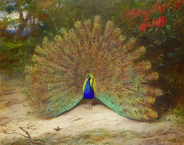 Thorburn, Archibald: Peacock and butterfly