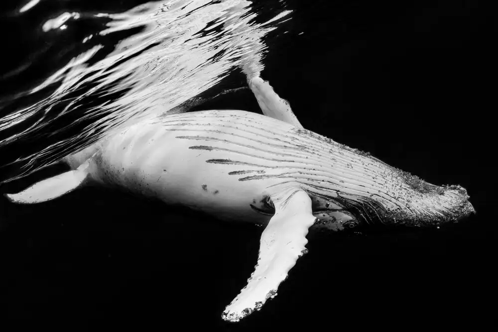 Gabriel, Barathieu: Black & Whale
