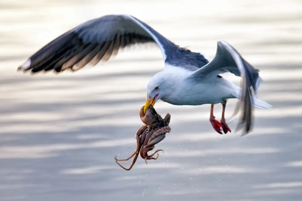 Lee, J. Andrew: Flying Octopus-