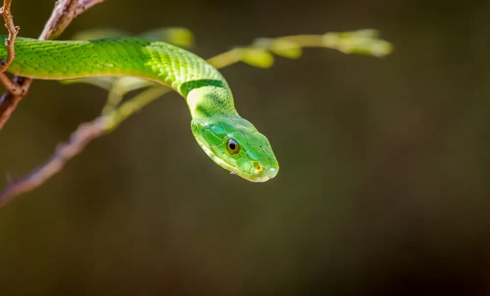 Sink, C. Jeffrey: Die Grüne Mamba
