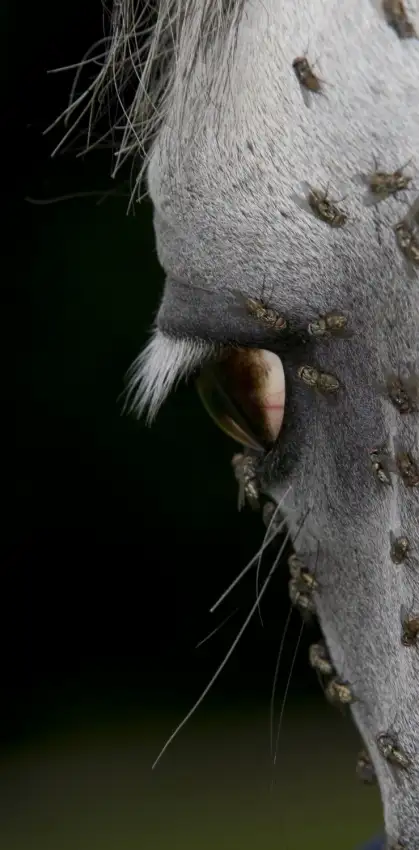 Malovrh, Milan: UN REGARD SORUFFL