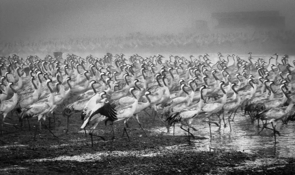 Meirovich, Ido: Bird City