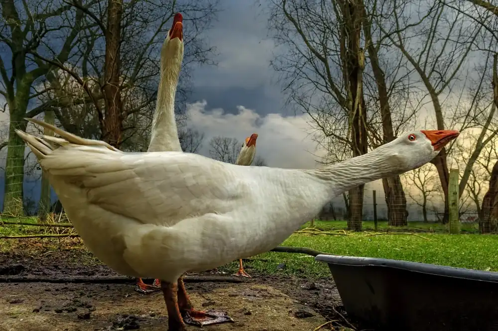 Flour, Piet: the 3 geese