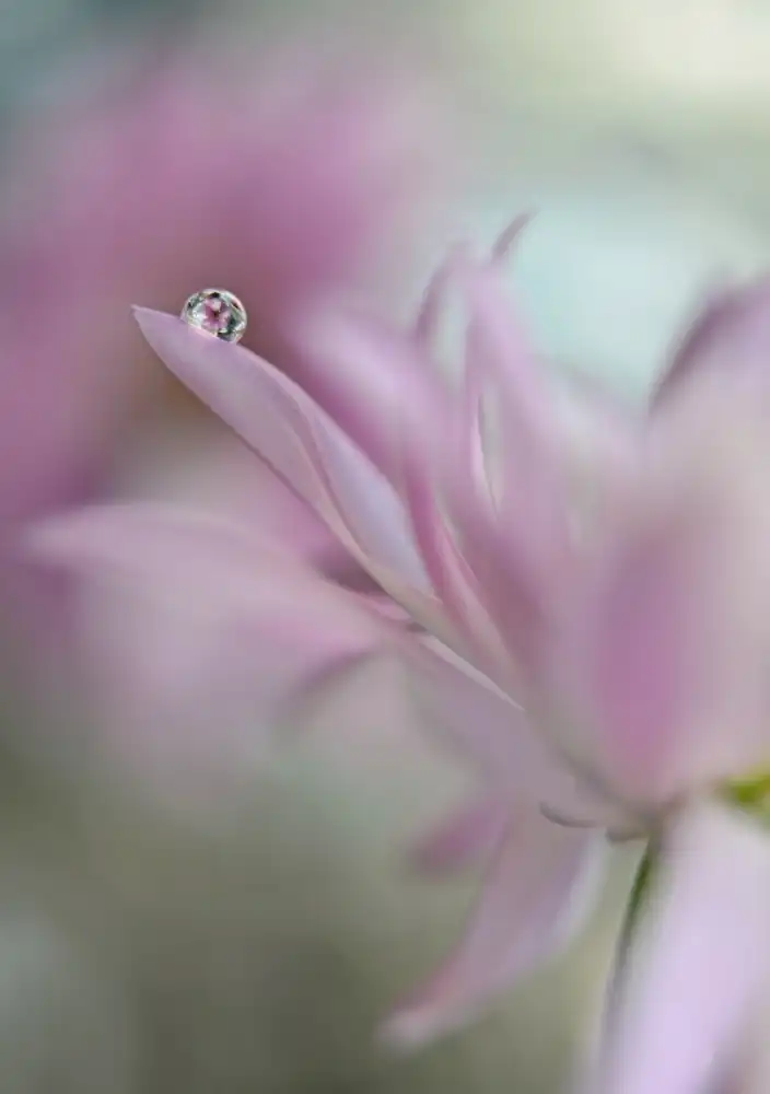 Westum, Heidi: In pink delight