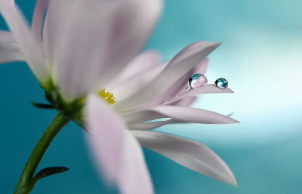 Westum, Heidi: In turquoise Company