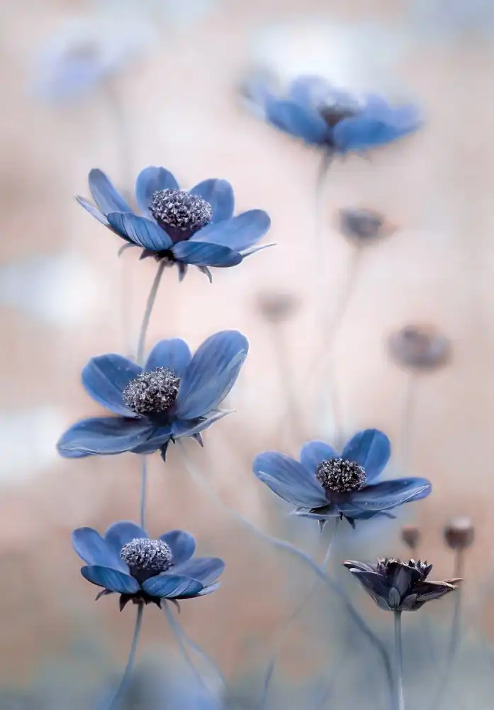 Disher, Mandy: Cosmos blue