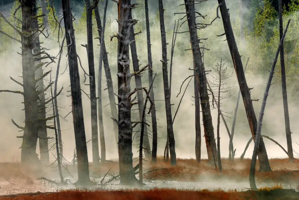 Kravanja, Jure: Dead Wood