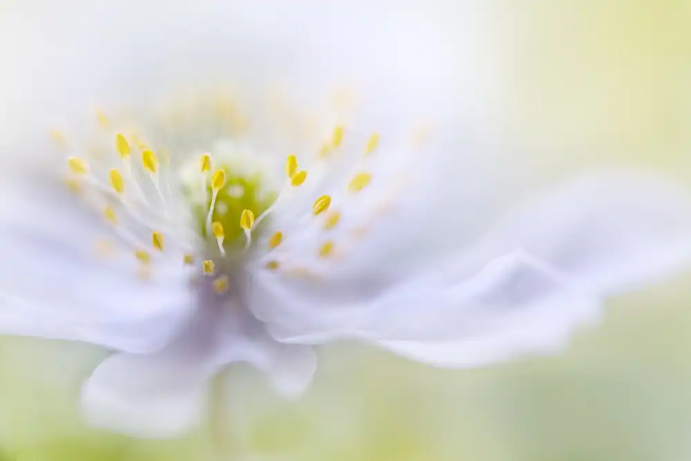 Disher, Mandy: Bellezza dell'anemone