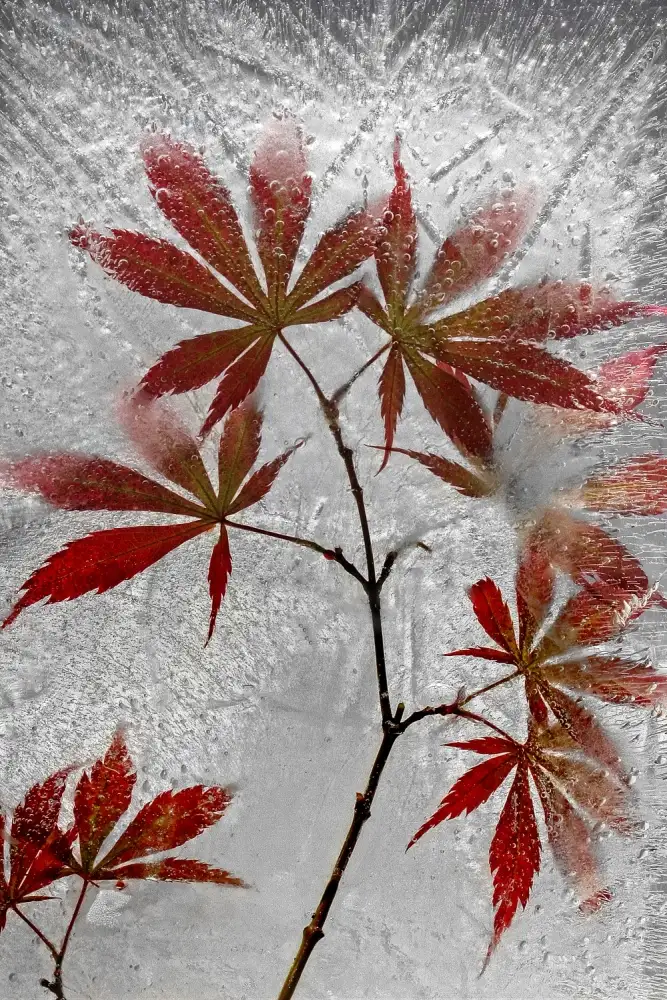 Losada, Secundino: red maple