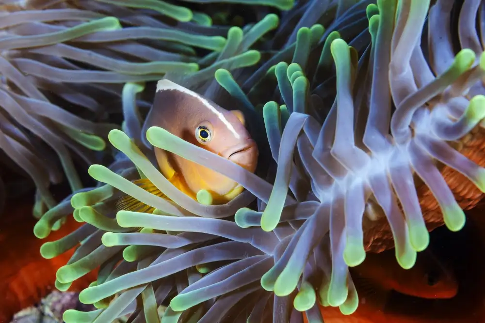 Gabriel, Barathieu: Clownfish
