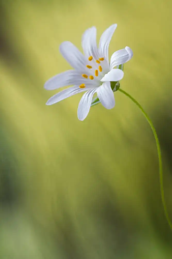 Disher, Mandy: Stitchwort