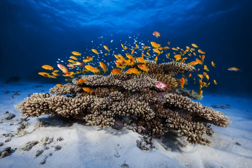 Gabriel, Barathieu: Marine Life