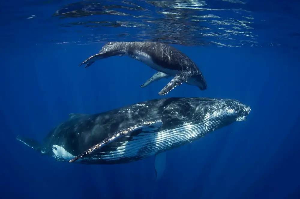 Péneau, Cédric: Humpback Whales, Reunion Island