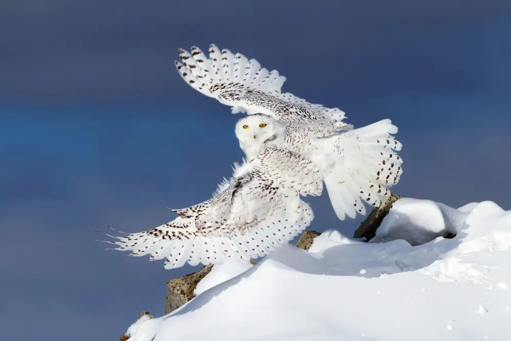 Cumming, Jim: Snowy Owl in Flight