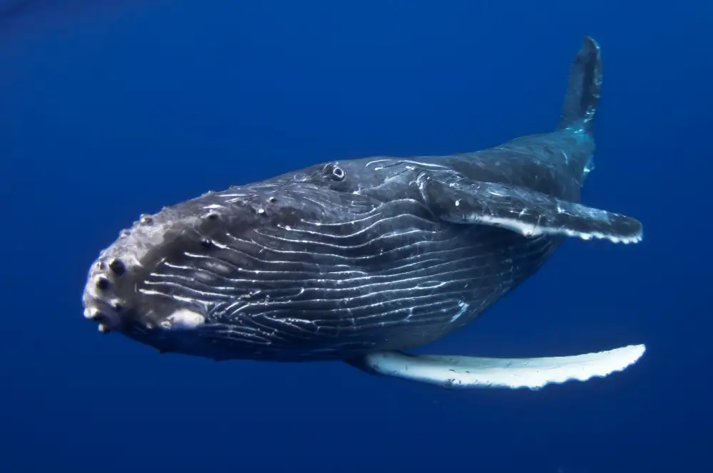 Péneau, Cédric: Humpback Whale calf, Reunion Island