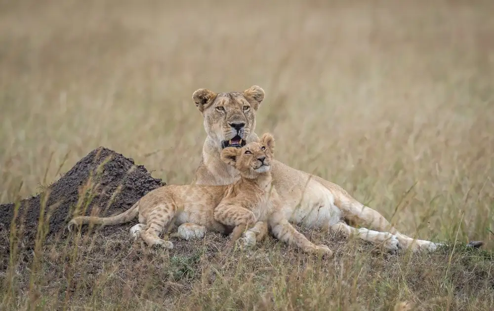 Sink, C. Jeffrey: Solo in Kenya - Ti amo mamma....
