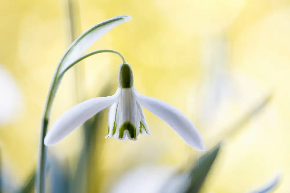 Disher, Mandy: Snowdrops