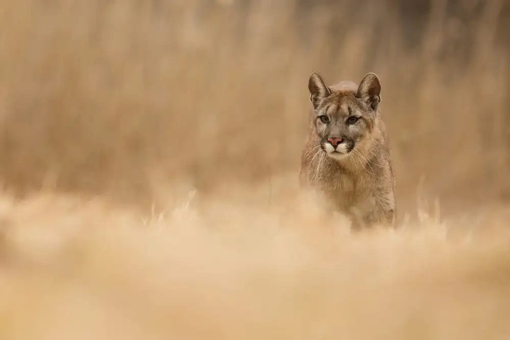 Zygmunt, Milan: Cougar
