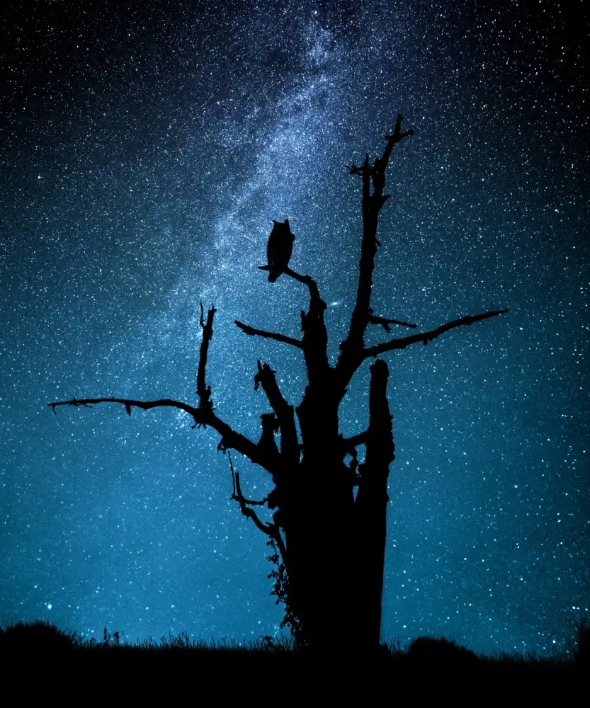 Allicot, Manu: Alone in the dark