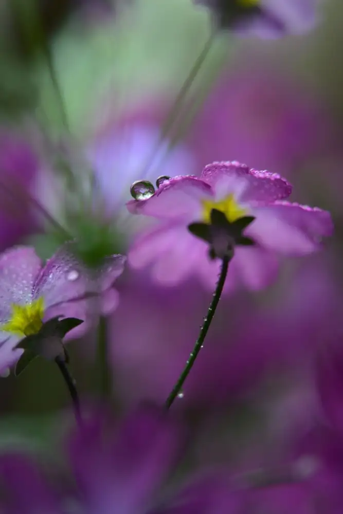 Westum, Heidi: En un entorno rosa