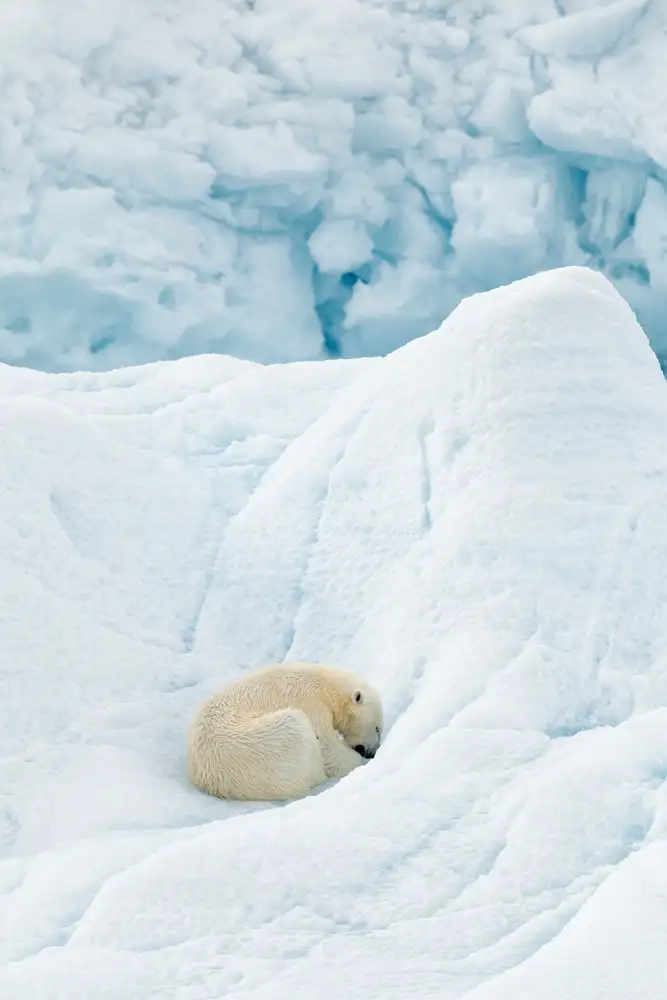 Raga, Gil Joan: Orso polare che dorme