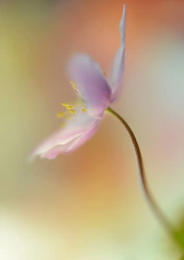 Westum, Heidi: Tender spring