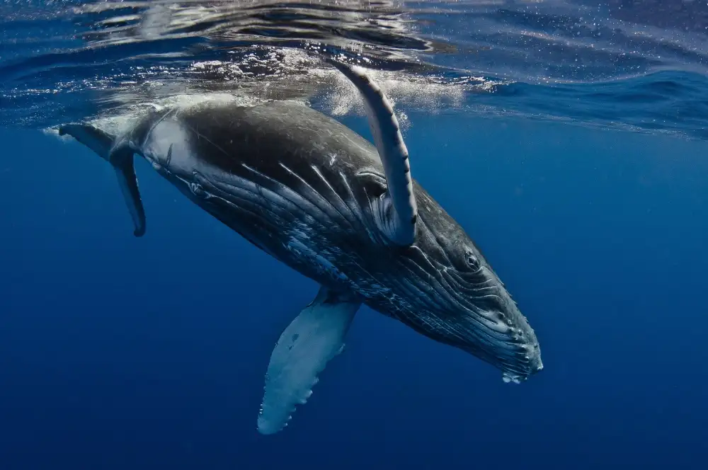 Péneau, Cédric: Humpback Whale Calf, Reunion Island