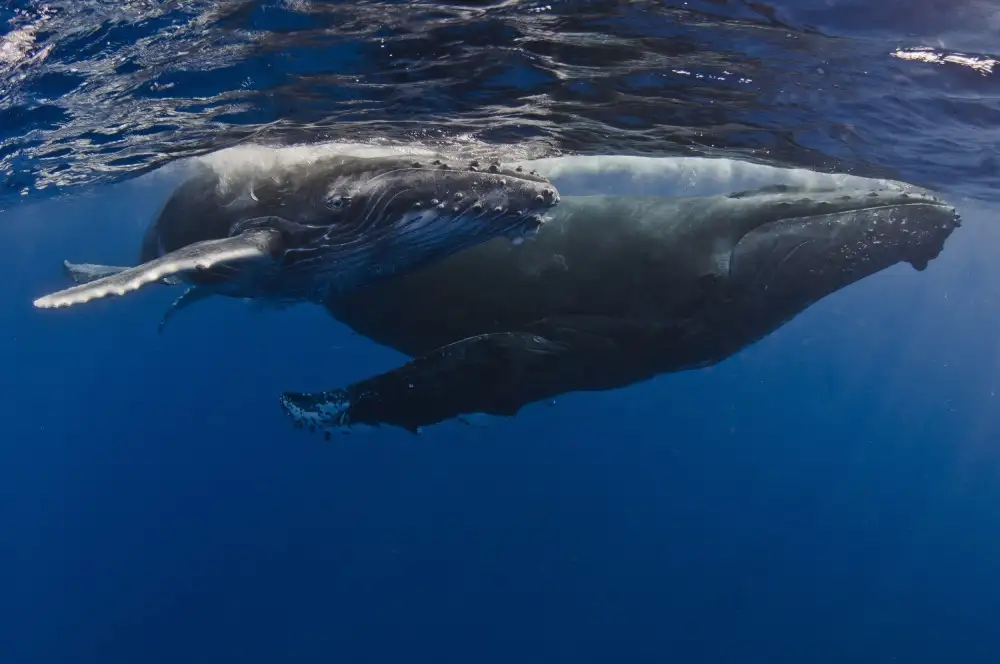 Péneau, Cédric: Humpback Whales, Reunion Island