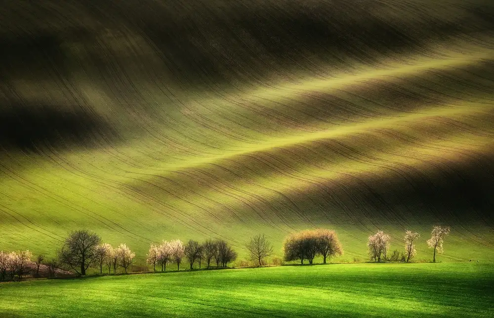Krol, Bax Piotr: Moravian Fields