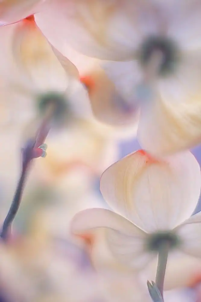 Casanova, Francois: Under the skirts of flowers