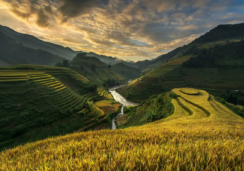 Intarob, Sarawut: RiceTerrace ( vietnam)
