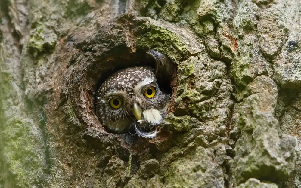 Gavra, Assaf: Pygmy Owl , Ex Bird & a Snail ...