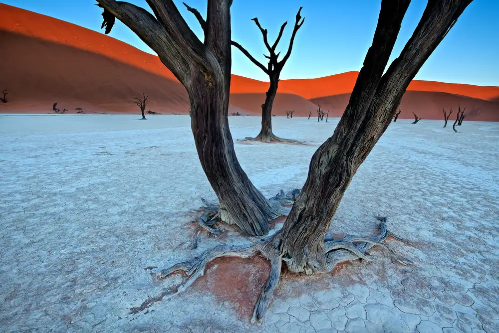 Cole, Trevor: Uralte Bäume im Vlei