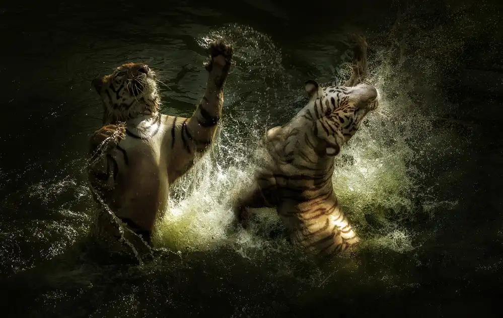 Bunjamin, Antonyus: Lucha