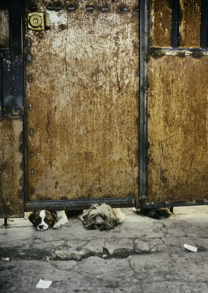 Romano, Fabian: Trois chiens tristes