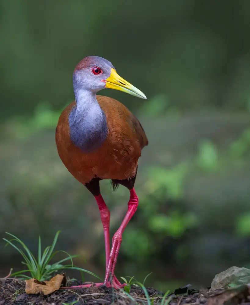 Barsh, Greg: Wood Rail Glimpse