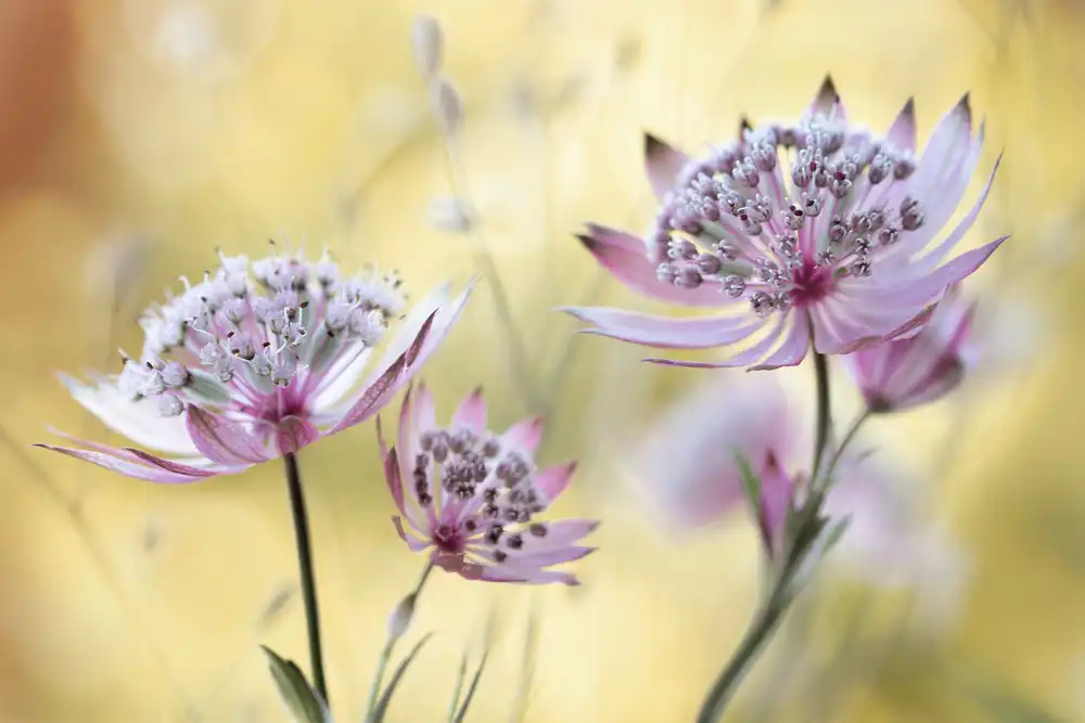 Disher, Mandy: Astrantia Major